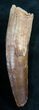 Large Spinosaurus Tooth - Partial Root #8034-2